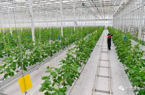 現代設施農業與農業生產托管 農民致富的新路徑